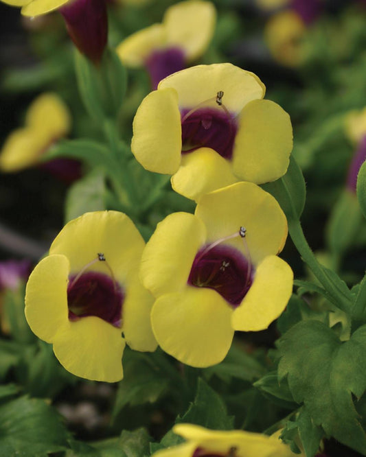 Torenia Catalina Gilded Grape - View 1 from www redcrocus com