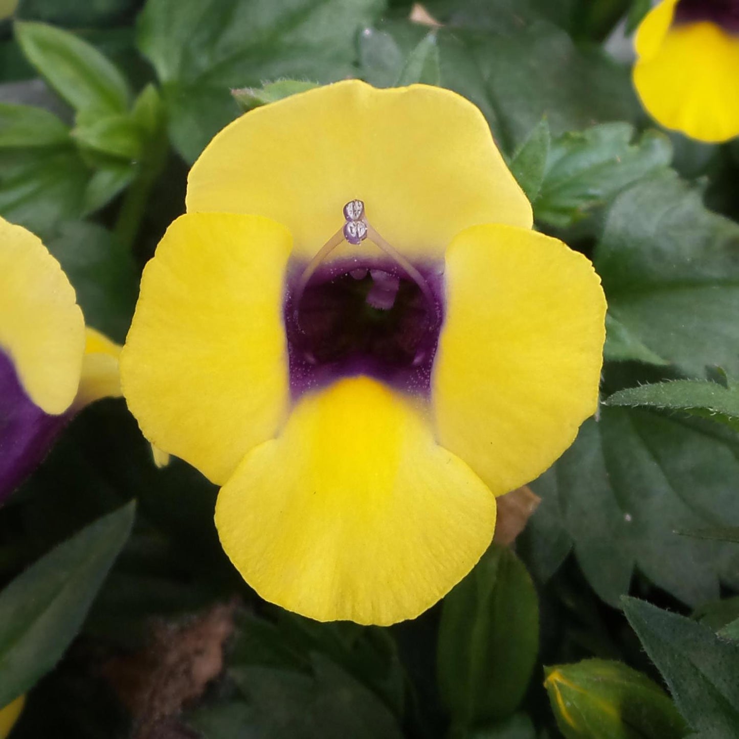 Torenia Catalina Gilded Grape - View 2 from www redcrocus com