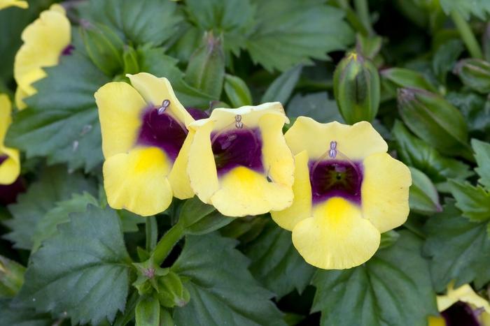Torenia Catalina Gilded Grape - View 3 from www redcrocus com