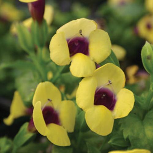 Torenia Catalina Gilded Grape - View 4 from www redcrocus com