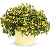 Torenia Catalina Gilded Grape - View 5 from www redcrocus com