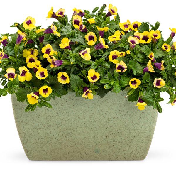 Torenia Catalina Gilded Grape - View 6 from www redcrocus com