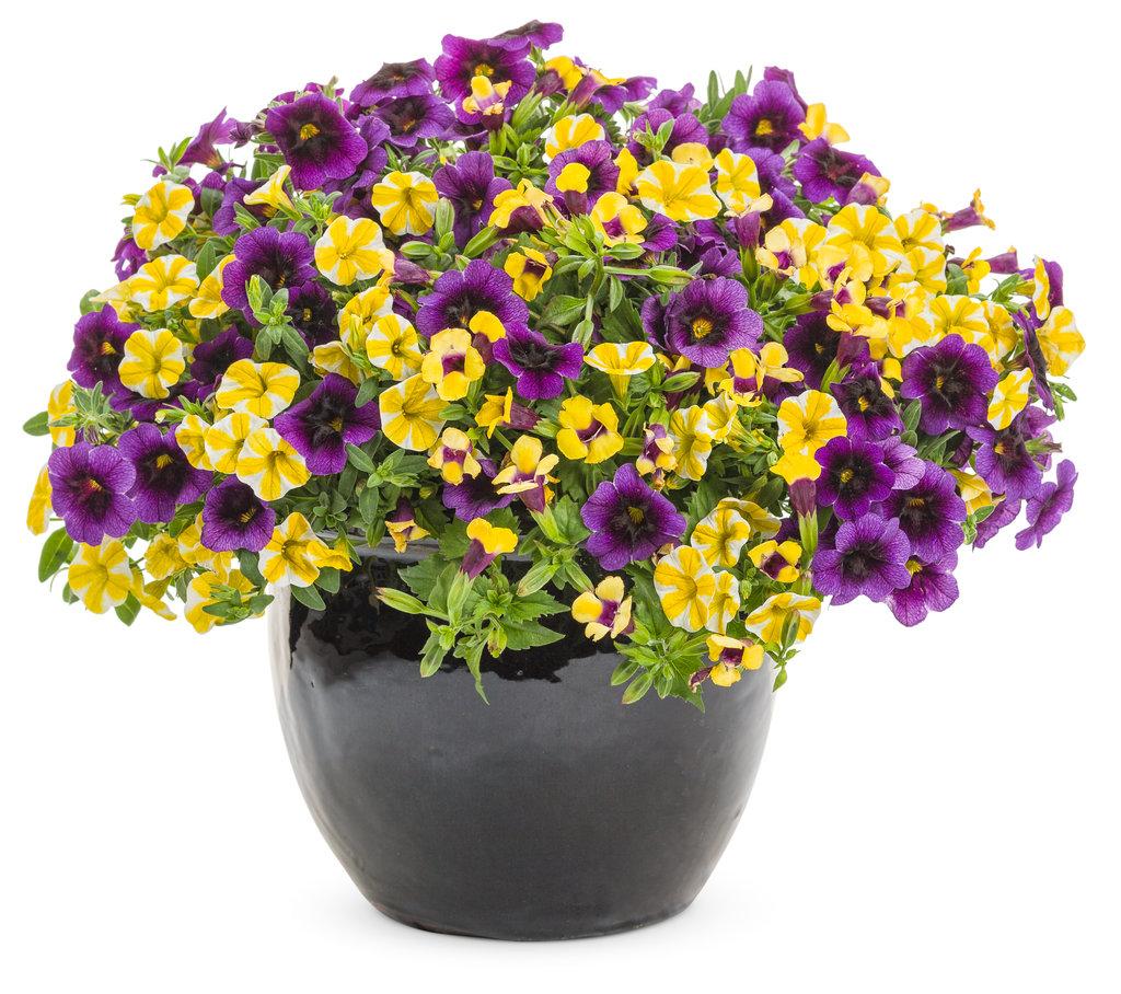Torenia Catalina Gilded Grape - View 8 from www redcrocus com