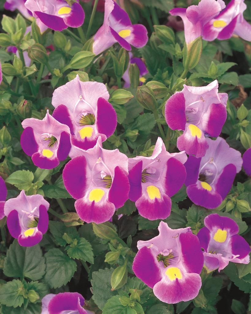 Torenia Catalina Gilded Grape - View 9 from www redcrocus com