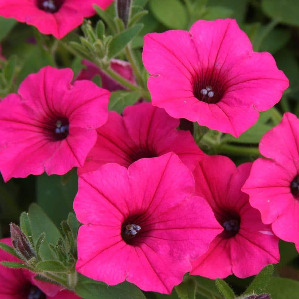 Petunia Supertunia Vista Fuchsia - View 10 from www redcrocus com