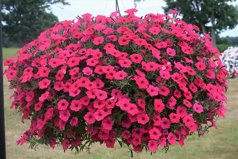 Petunia Supertunia Vista Fuchsia - View 11 from www redcrocus com