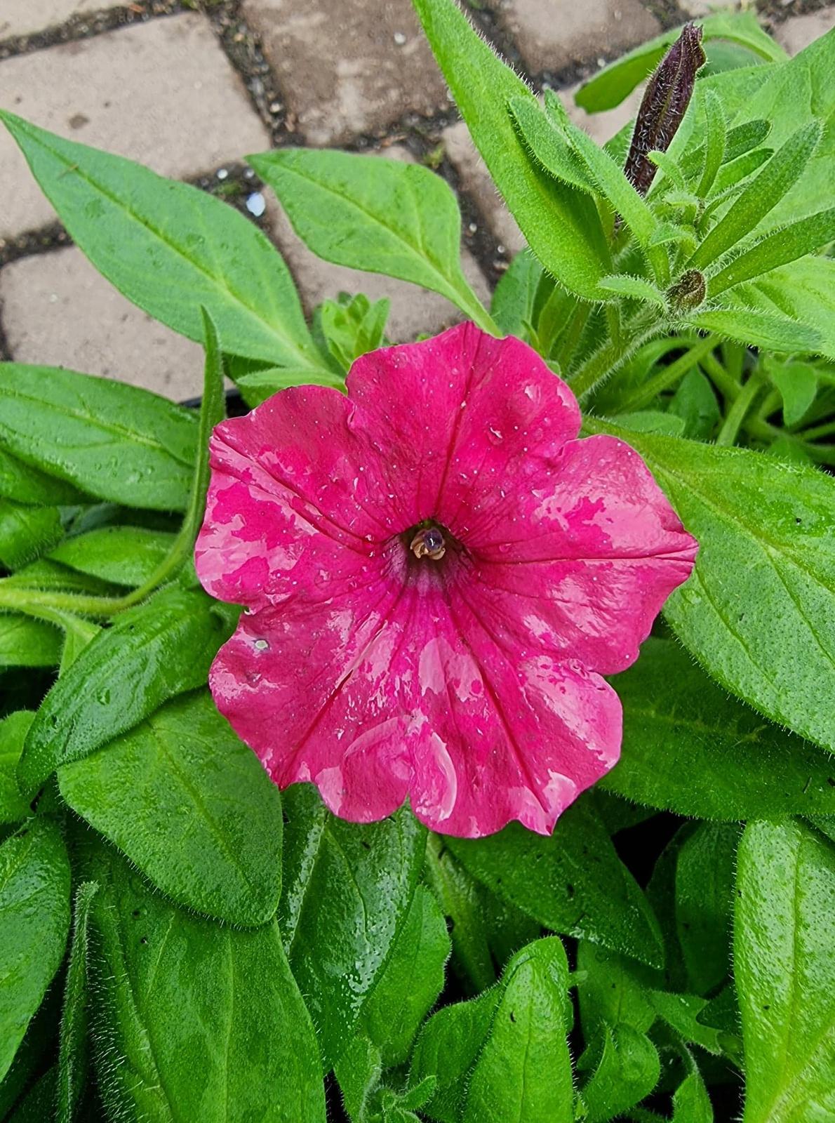 Petunia Supertunia Vista Fuchsia - View 12 from www redcrocus com