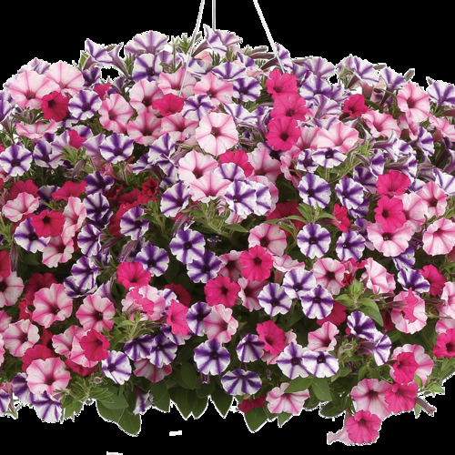 Petunia Supertunia Vista Fuchsia - View 13 from www redcrocus com