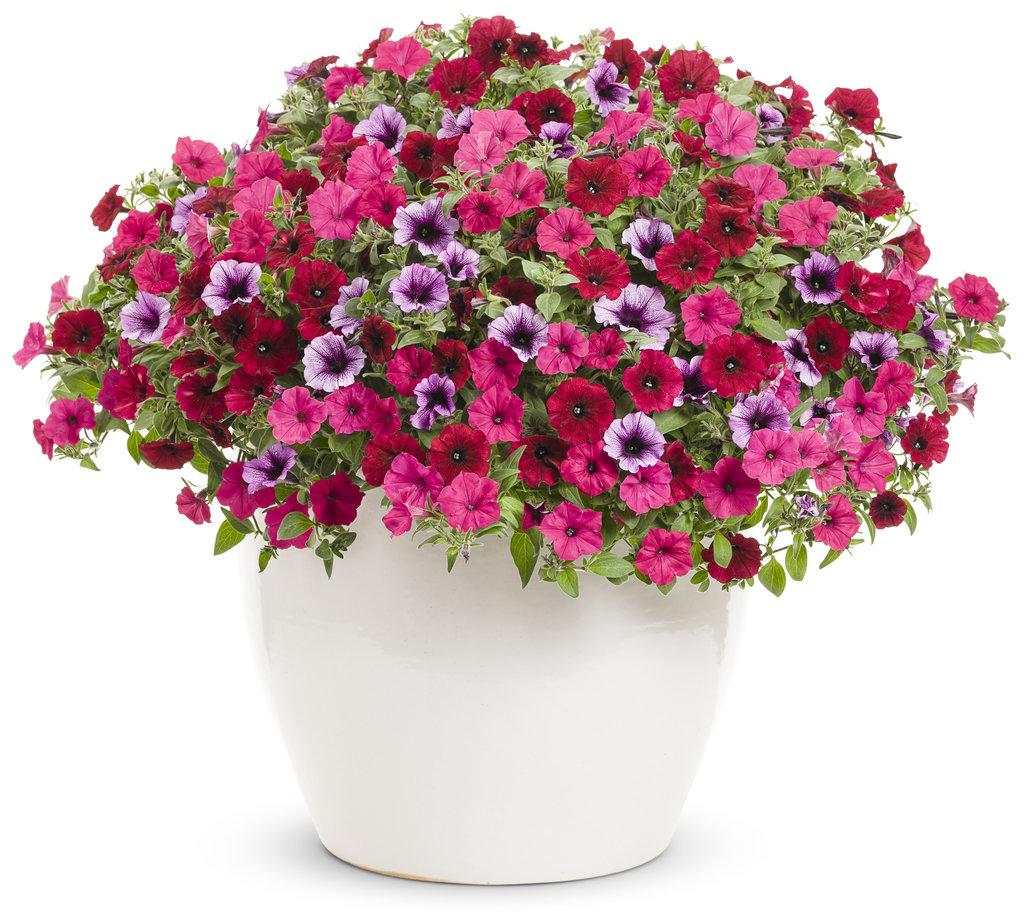 Petunia Supertunia Vista Fuchsia - View 14 from www redcrocus com