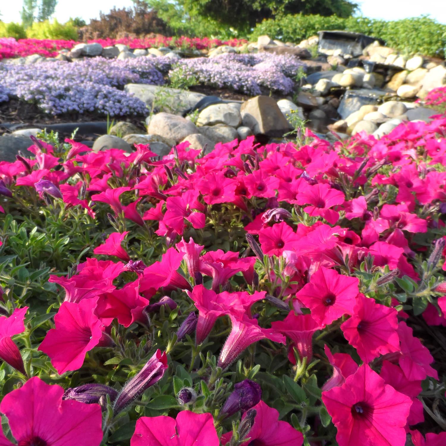 Petunia Supertunia Vista Fuchsia - View 15 from www redcrocus com