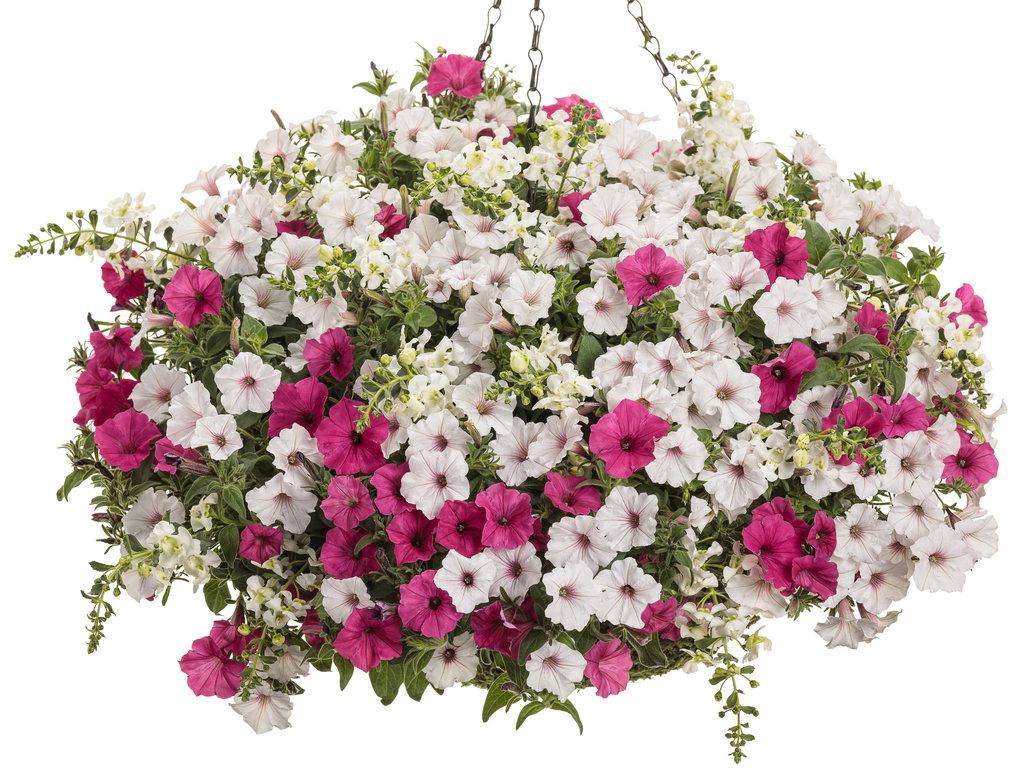 Petunia Supertunia Vista Fuchsia - View 16 from www redcrocus com