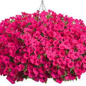 Petunia Supertunia Vista Fuchsia - View 18 from www redcrocus com