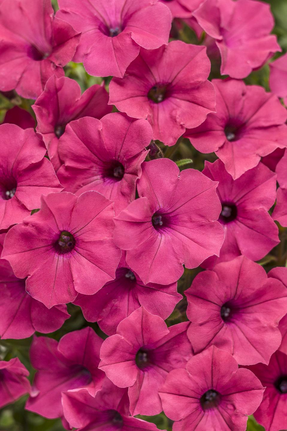 Petunia Supertunia Vista Fuchsia - View 1 from www redcrocus com
