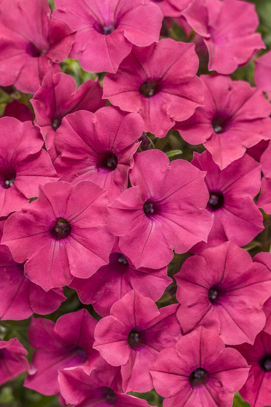 Petunia Supertunia Vista Fuchsia - View 1 from www redcrocus com