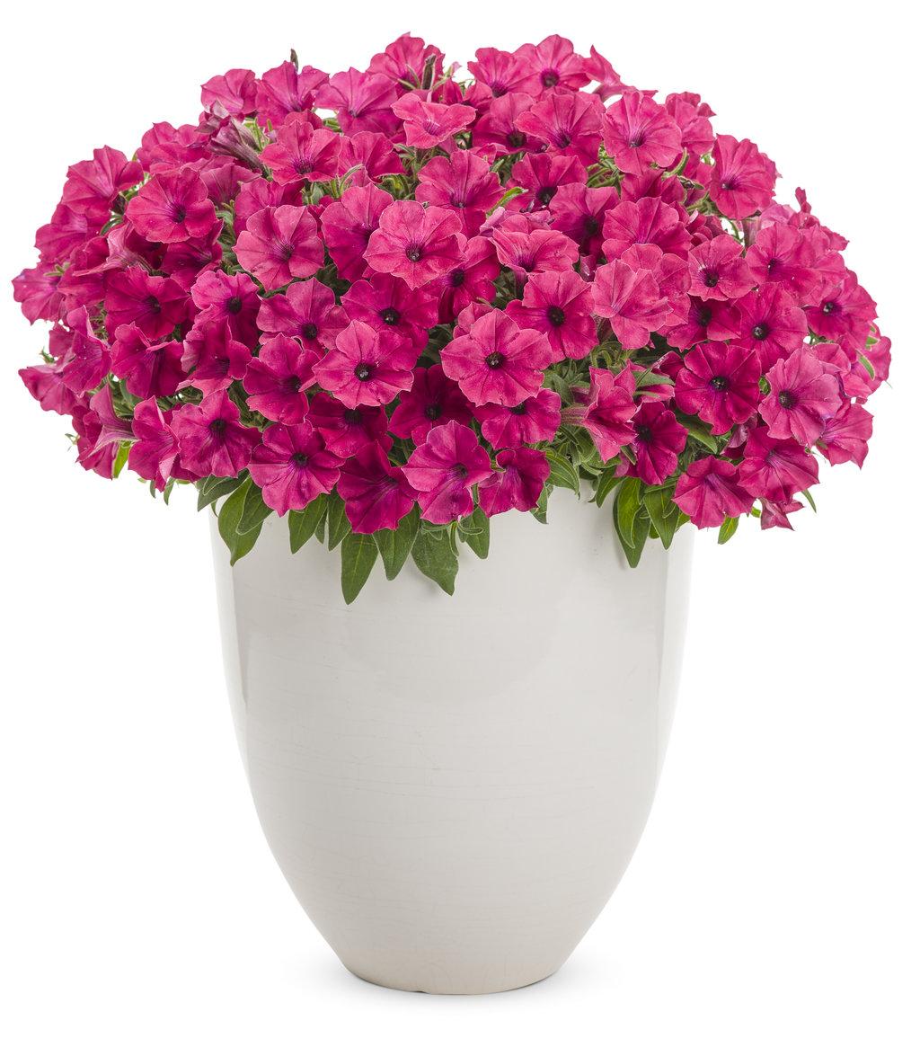 Petunia Supertunia Vista Fuchsia - View 2 from www redcrocus com