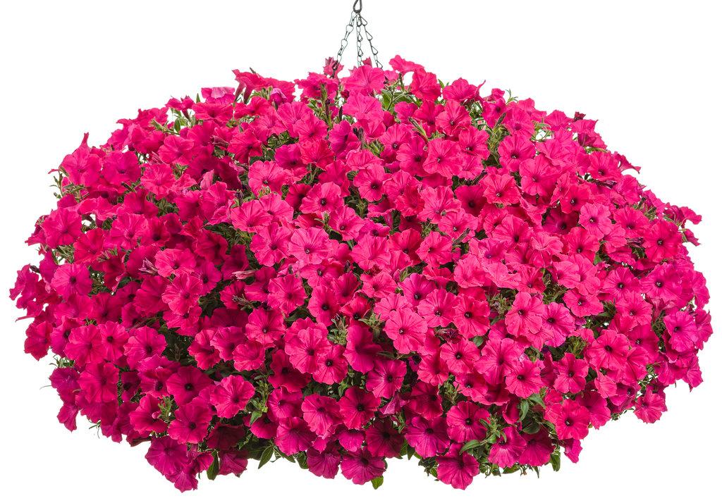 Petunia Supertunia Vista Fuchsia - View 3 from www redcrocus com
