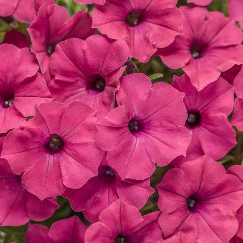 Petunia Supertunia Vista Fuchsia - View 4 from www redcrocus com