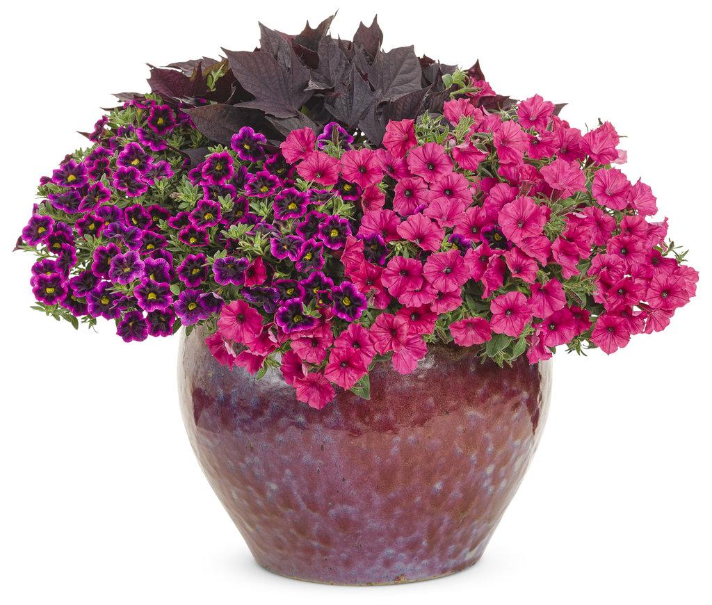 Petunia Supertunia Vista Fuchsia - View 5 from www redcrocus com