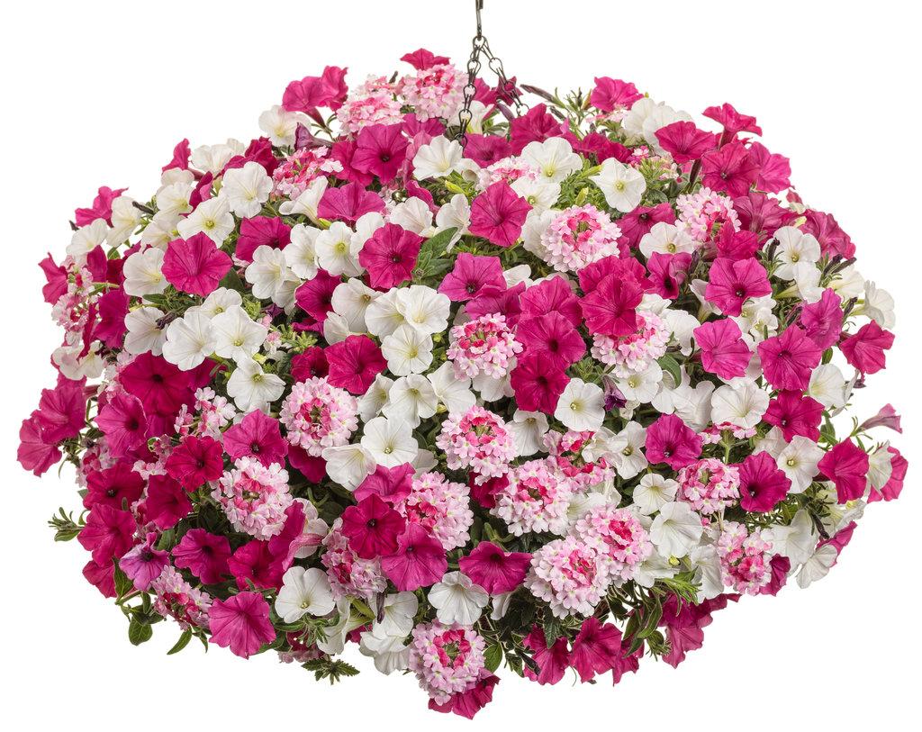 Petunia Supertunia Vista Fuchsia - View 6 from www redcrocus com