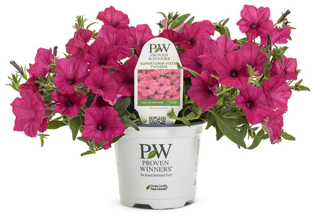 Petunia Supertunia Vista Fuchsia - View 7 from www redcrocus com