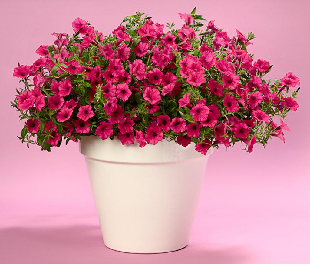Petunia Supertunia Vista Fuchsia - View 8 from www redcrocus com