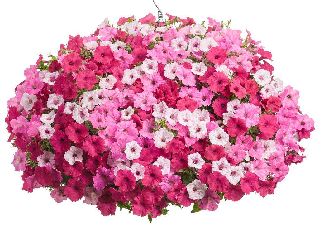 Petunia Supertunia Vista Fuchsia - View 9 from www redcrocus com