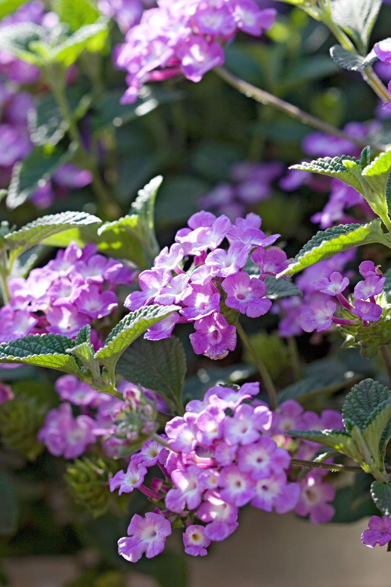 Lantana 'luscious Grape' - View 10 from www redcrocus com