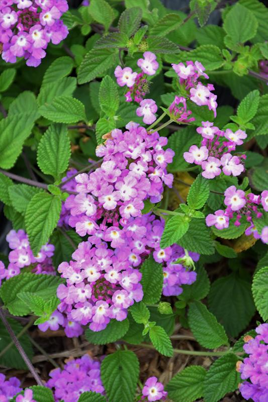 Lantana 'luscious Grape' - View 11 from www redcrocus com