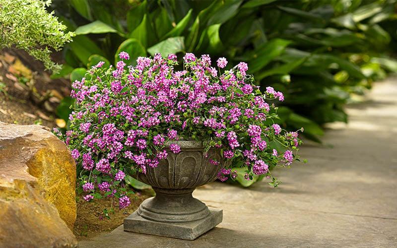 Lantana 'luscious Grape' - View 12 from www redcrocus com