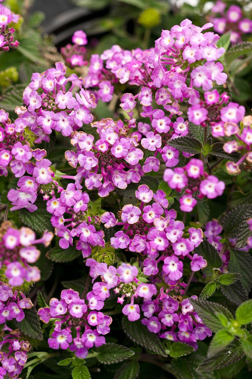 Lantana 'luscious Grape' - View 13 from www redcrocus com