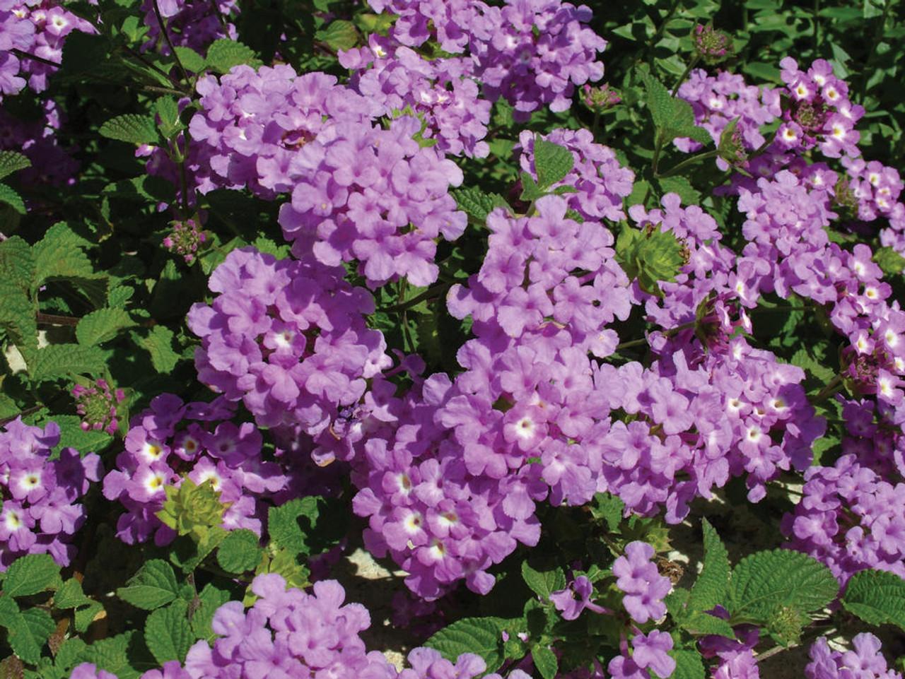 Lantana 'luscious Grape' - View 14 from www redcrocus com