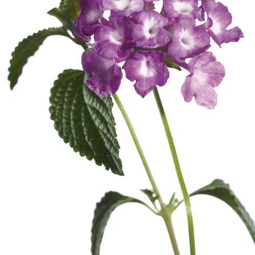 Lantana 'luscious Grape' - View 15 from www redcrocus com