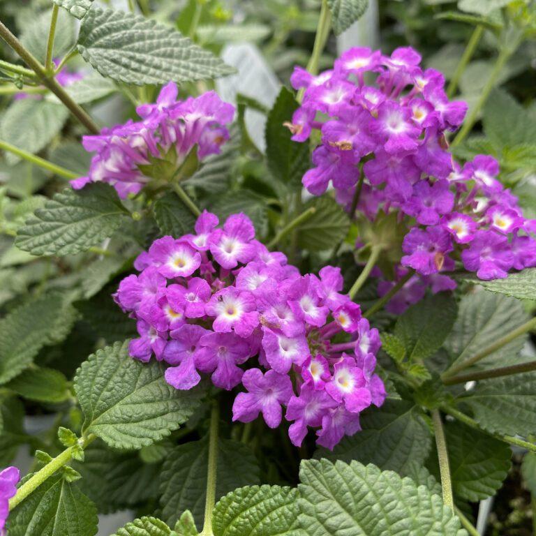 Lantana 'luscious Grape' - View 16 from www redcrocus com