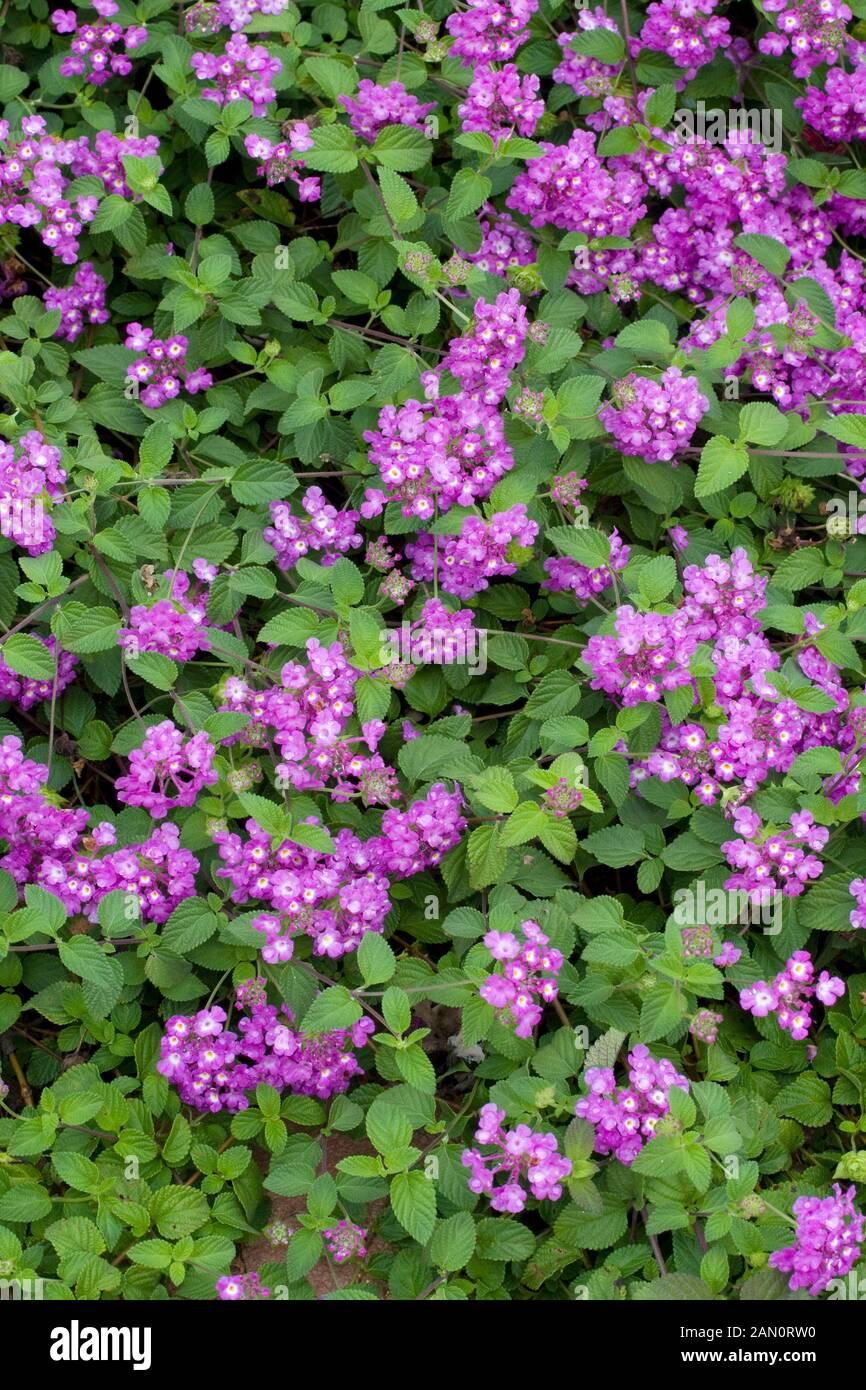 Lantana 'luscious Grape' - View 18 from www redcrocus com