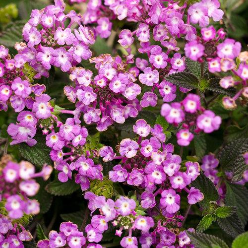 Lantana 'luscious Grape' - View 1 from www redcrocus com