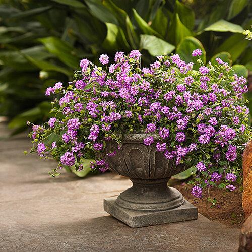 Lantana 'luscious Grape' - View 2 from www redcrocus com