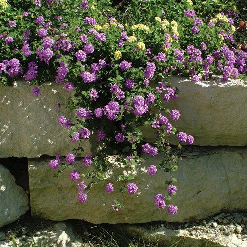 Lantana 'luscious Grape' - View 3 from www redcrocus com