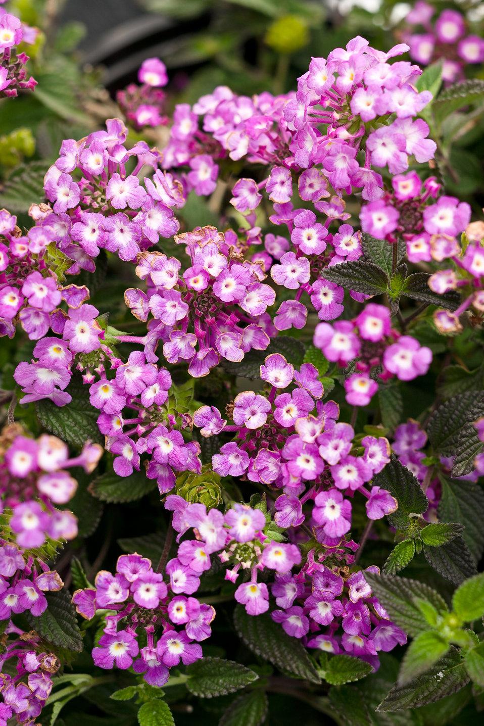 Lantana 'luscious Grape' - View 4 from www redcrocus com