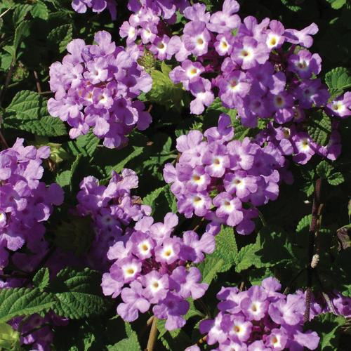 Lantana 'luscious Grape' - View 5 from www redcrocus com