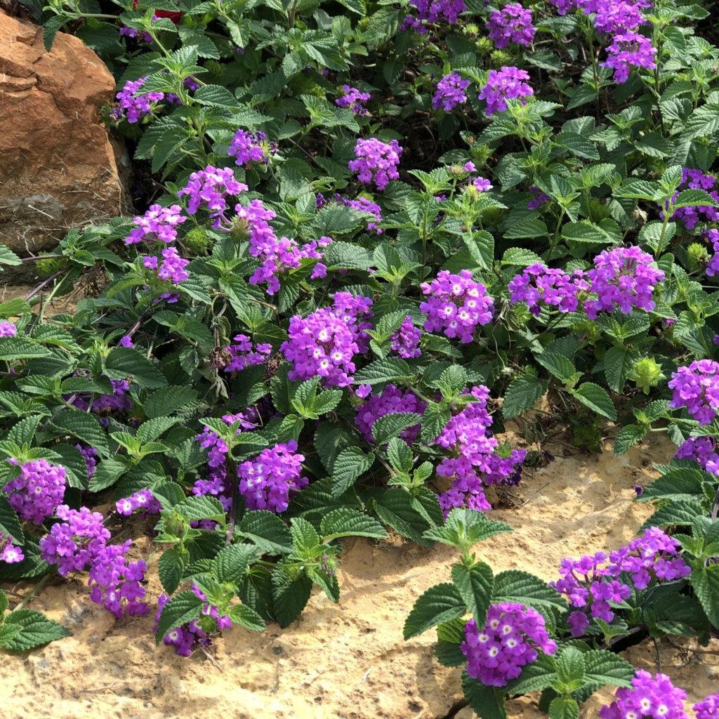 Lantana 'luscious Grape' - View 8 from www redcrocus com