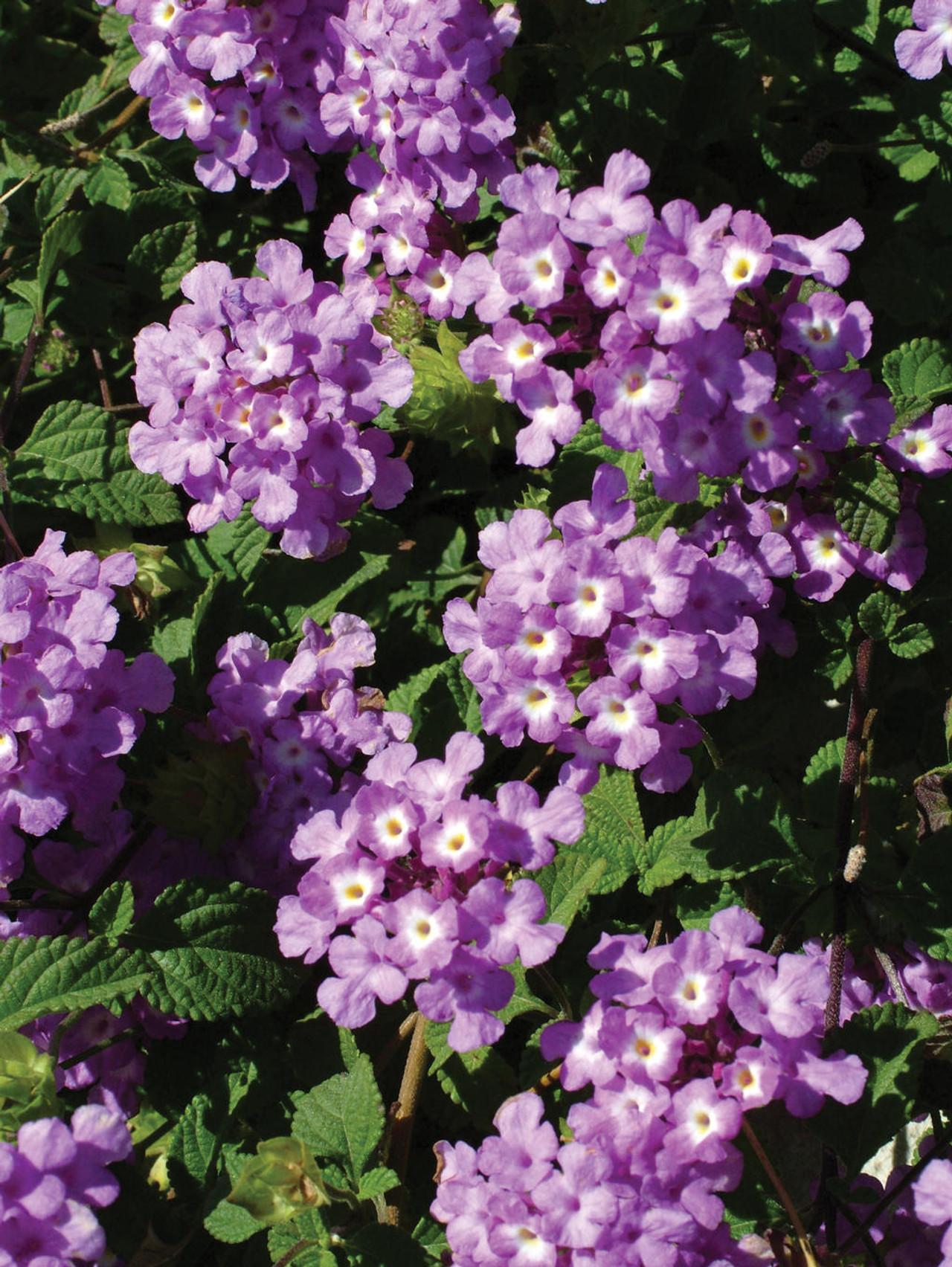 Lantana 'luscious Grape' - View 9 from www redcrocus com