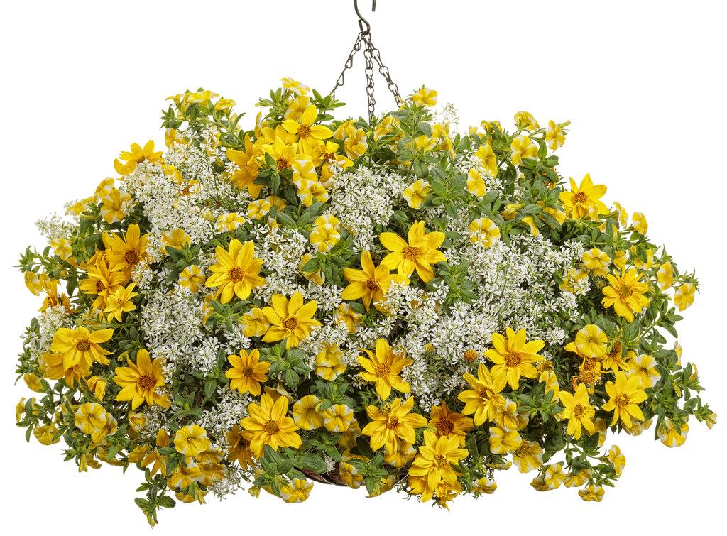 Calibrachoa Superbells Lemon Slice - View 11 from www redcrocus com