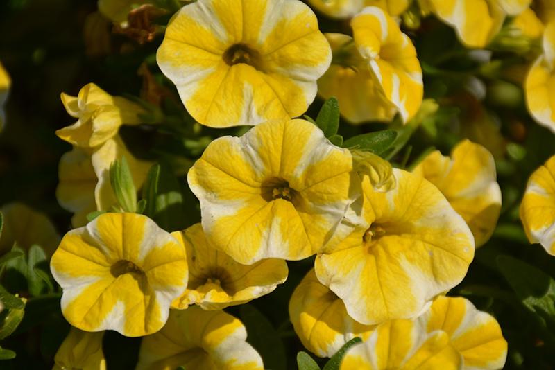 Calibrachoa Superbells Lemon Slice - View 13 from www redcrocus com