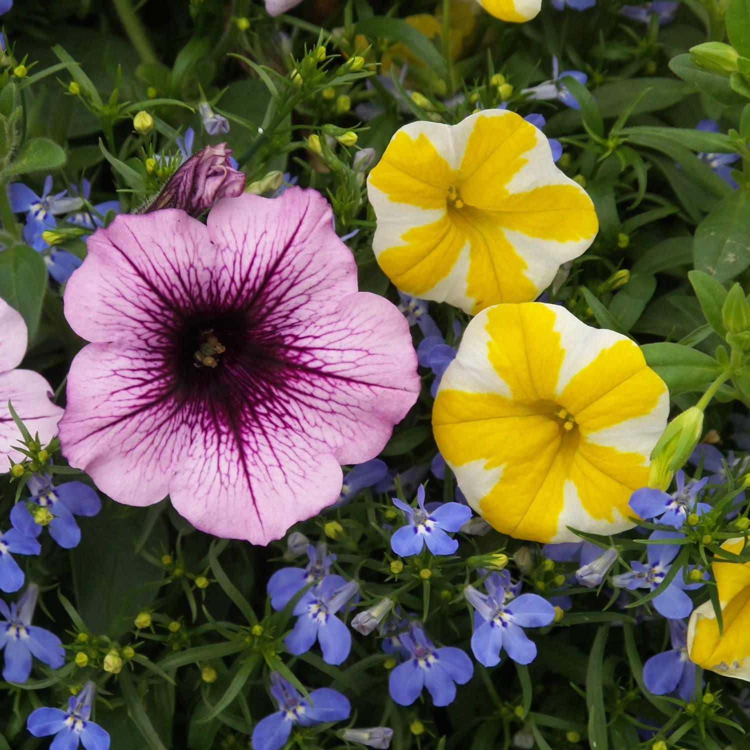 Calibrachoa Superbells Lemon Slice - View 14 from www redcrocus com