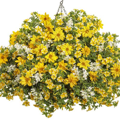 Calibrachoa Superbells Lemon Slice - View 15 from www redcrocus com