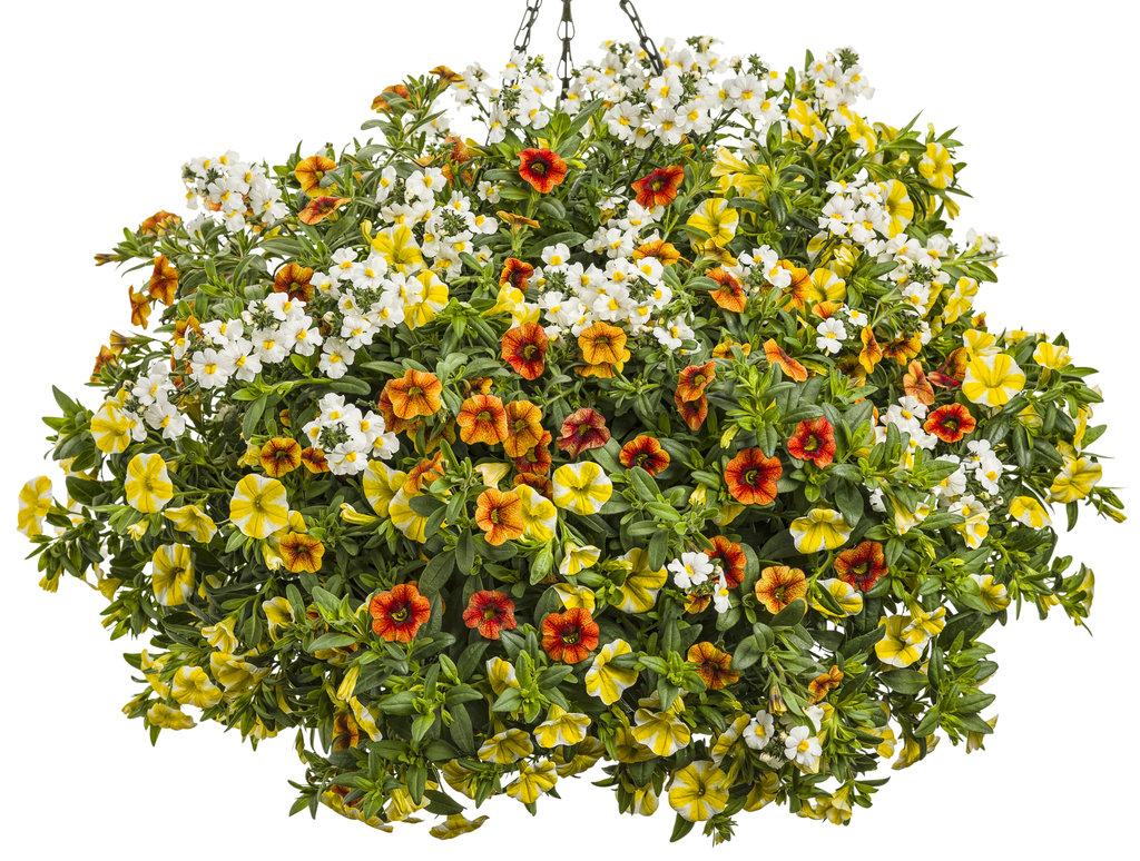 Calibrachoa Superbells Lemon Slice - View 16 from www redcrocus com