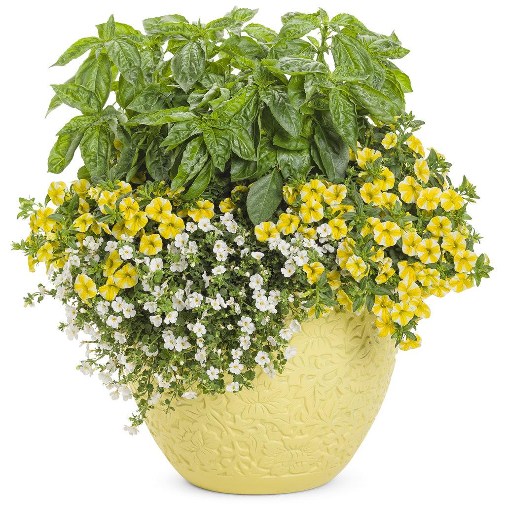 Calibrachoa Superbells Lemon Slice - View 18 from www redcrocus com
