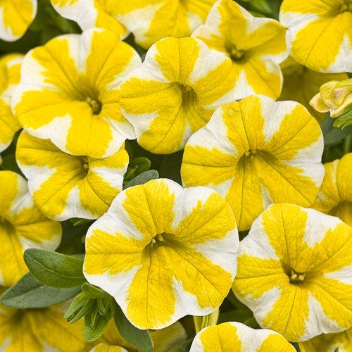 Calibrachoa Superbells Lemon Slice - View 2 from www redcrocus com