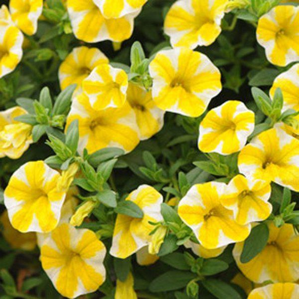 Calibrachoa Superbells Lemon Slice - View 4 from www redcrocus com