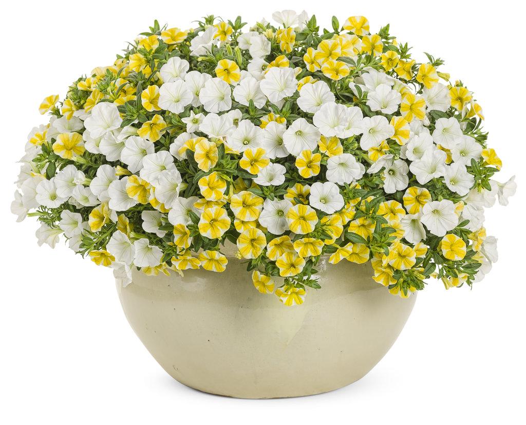 Calibrachoa Superbells Lemon Slice - View 6 from www redcrocus com